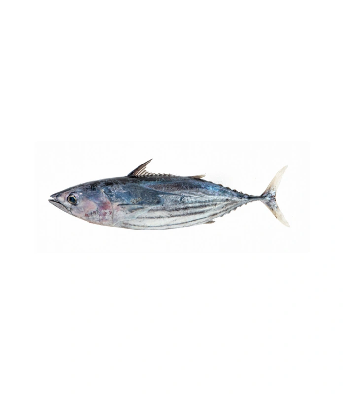 Skipjack Tuna